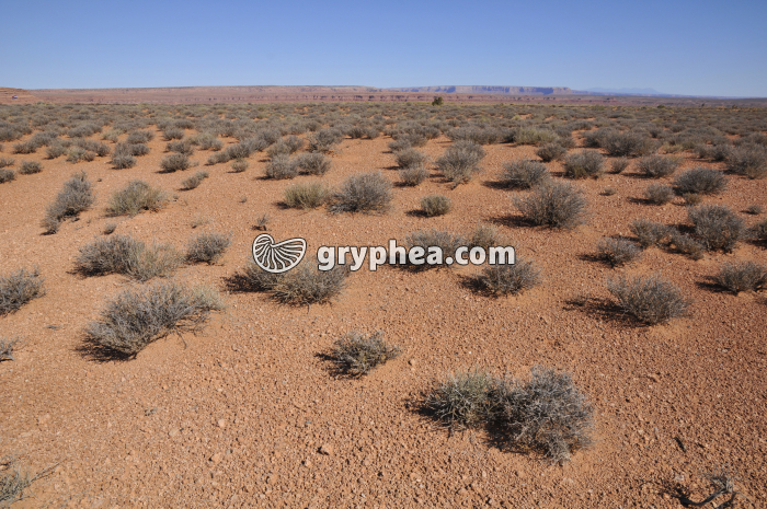 Milieu désertique Colorado - gryphea.com